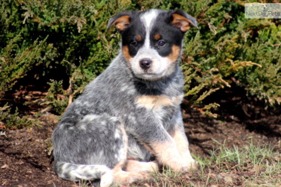 Australian Cattle Dog Blue Heeler Rescue