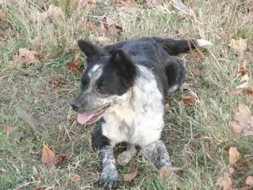 Australian Cattle Dog Blue Heeler Rescue