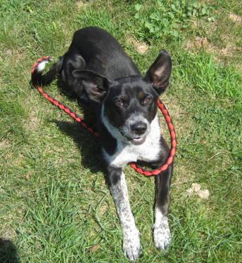 Australian Cattle Dog Blue Heeler Rescue