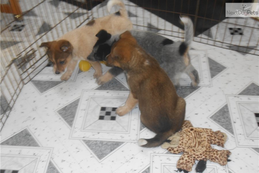 Australian Cattle Dog Border Collie Mix For Sale