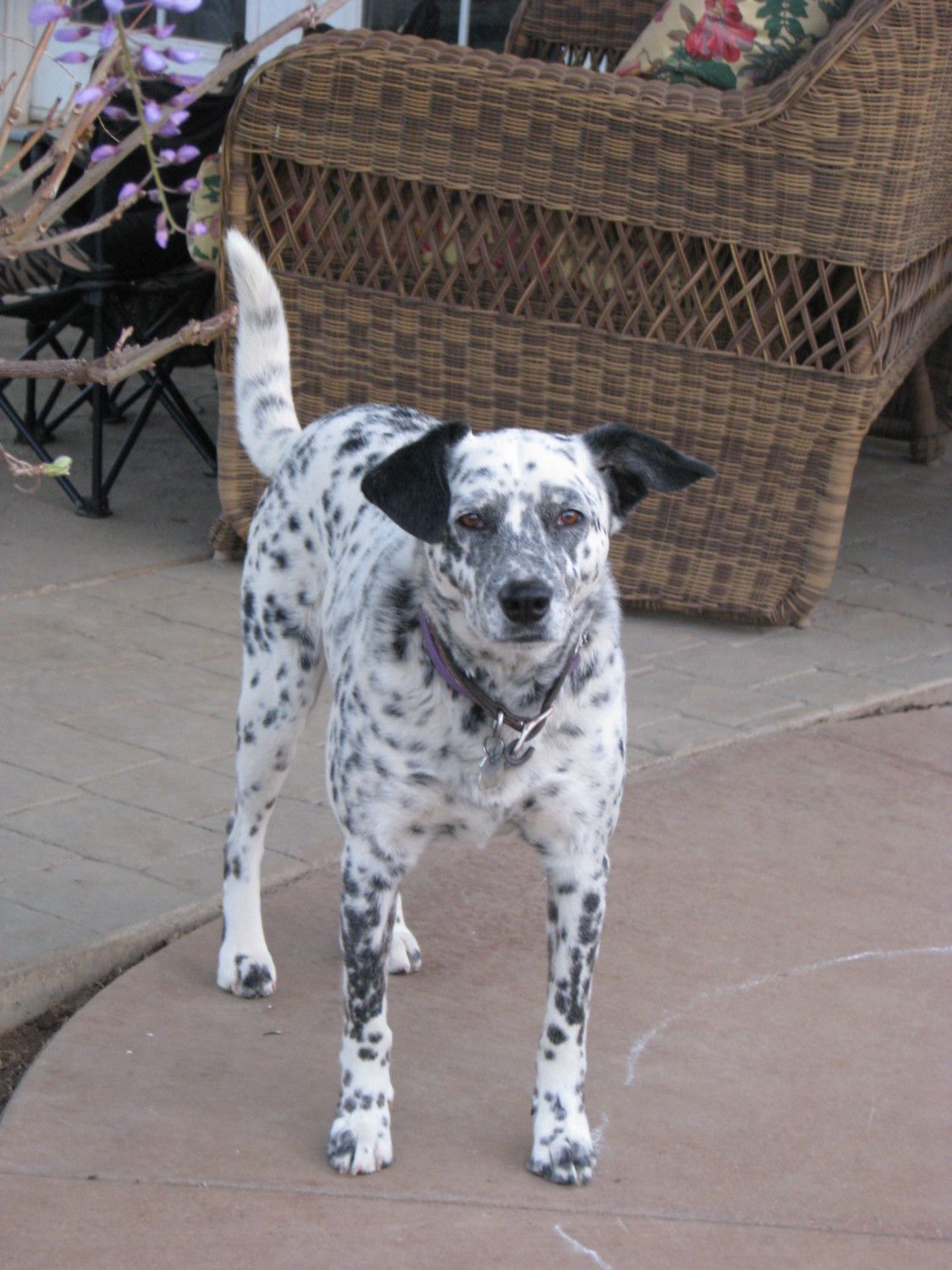 Australian Cattle Dog Border Collie Mix For Sale