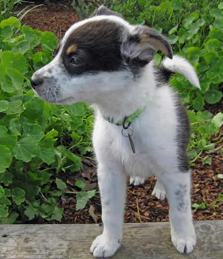 Australian Cattle Dog Border Collie Mix For Sale