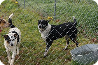 Australian Cattle Dog Border Collie Mix For Sale