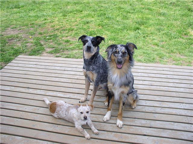 Australian Cattle Dog Border Collie Mix For Sale