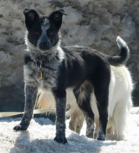 Australian Cattle Dog Border Collie Mix For Sale