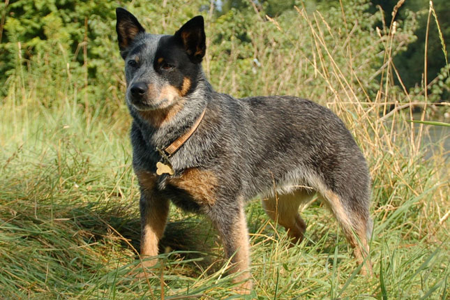 Australian Cattle Dog Border Collie Mix For Sale