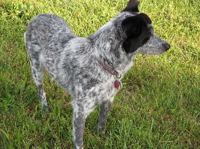 Australian Cattle Dog Border Collie Mix Puppies For Sale