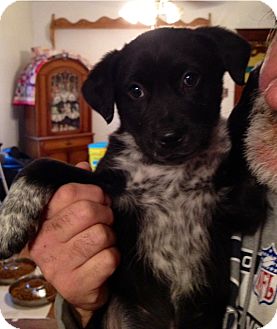 Australian Cattle Dog Border Collie Mix Puppies For Sale