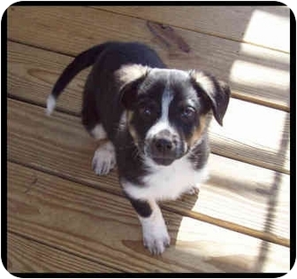 Australian Cattle Dog Border Collie Mix Puppies For Sale