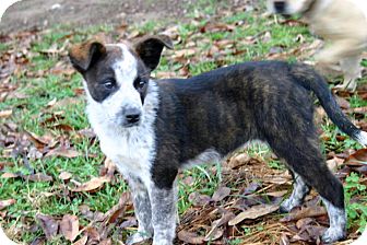 Australian Cattle Dog Border Collie Mix Puppies For Sale