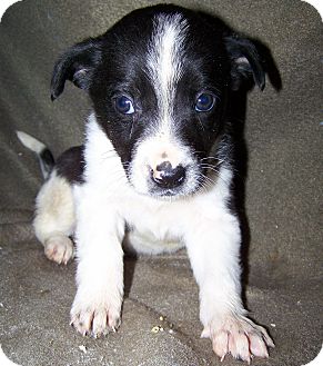 Australian Cattle Dog Border Collie Mix Puppies For Sale