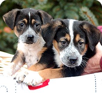 Australian Cattle Dog Border Collie Mix Puppies For Sale