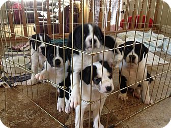 Australian Cattle Dog Border Collie Mix Puppies For Sale