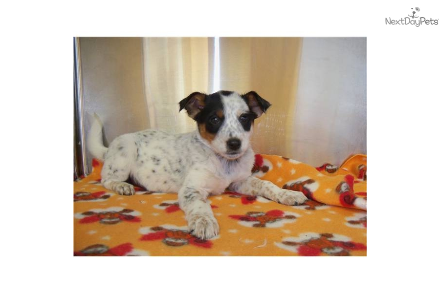 Australian Cattle Dog Border Collie Mix Pups