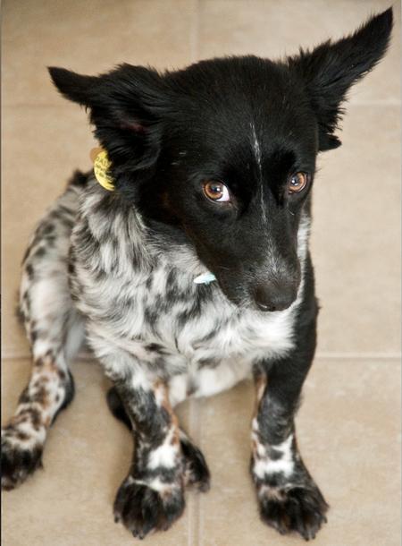 Australian Cattle Dog Border Collie Mix Pups