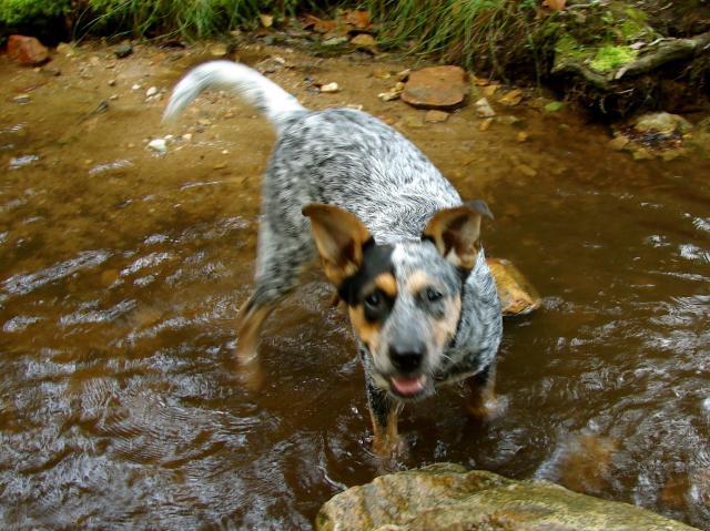 Australian Cattle Dog Border Collie Mix Pups