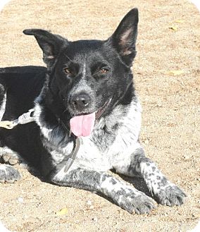 Australian Cattle Dog Border Collie Mix Pups