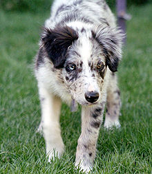 Australian Cattle Dog Border Collie Mix Pups