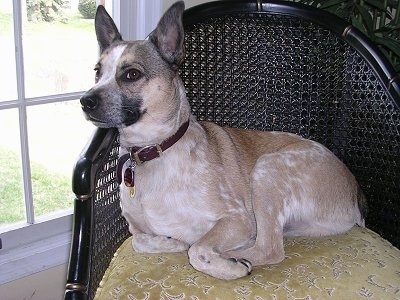 Australian Cattle Dog Mix Temperament