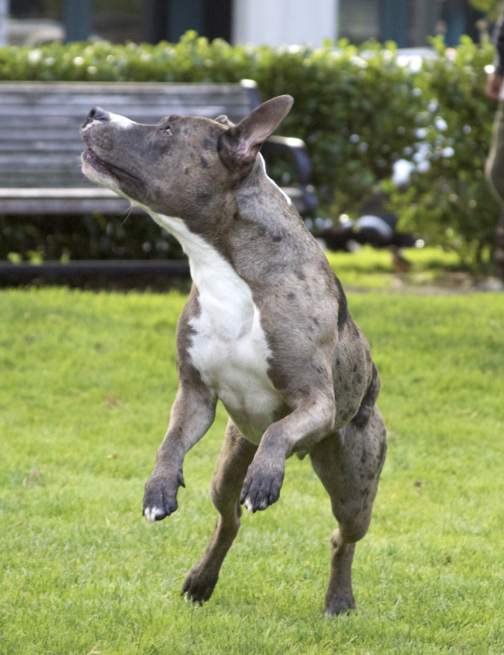 Australian Cattle Dog Mix Temperament