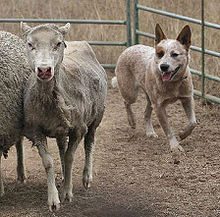 Australian Cattle Dog Mix Temperament