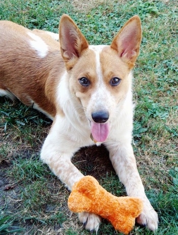 Australian Cattle Dog Mix Temperament