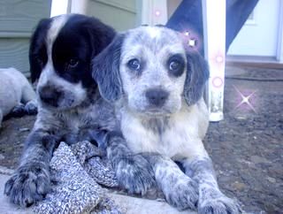 Australian Cattle Dog Mix Temperament