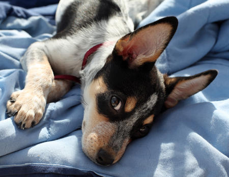 Australian Cattle Dog Mix Temperament