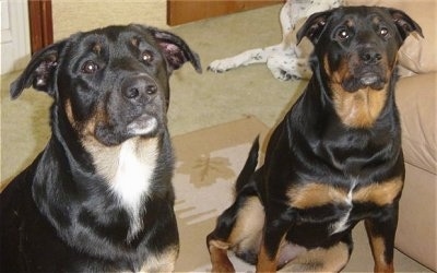 Australian Cattle Dog Mix With Rottweiler