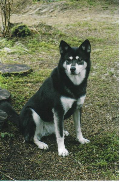 Australian Cattle Dog Mix With Rottweiler