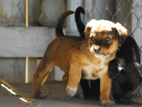 Australian Cattle Dog Mix With Rottweiler