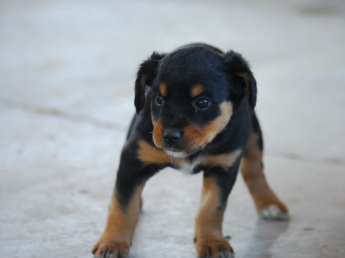 Australian Cattle Dog Mix With Rottweiler