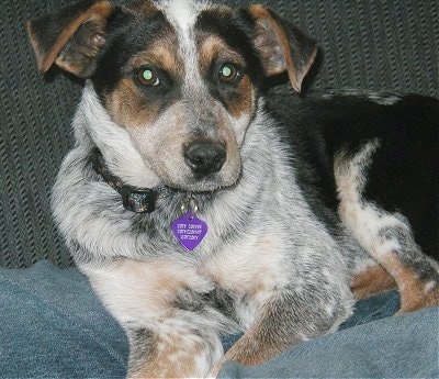 Australian Cattle Dog Mixed With Australian Shepherd