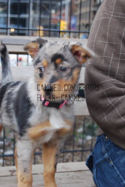 Australian Cattle Dog Mixed With Australian Shepherd