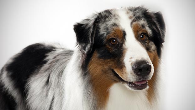 Australian Cattle Dog Mixed With Australian Shepherd