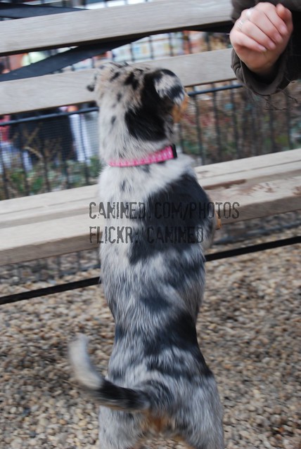 Australian Cattle Dog Mixed With Australian Shepherd