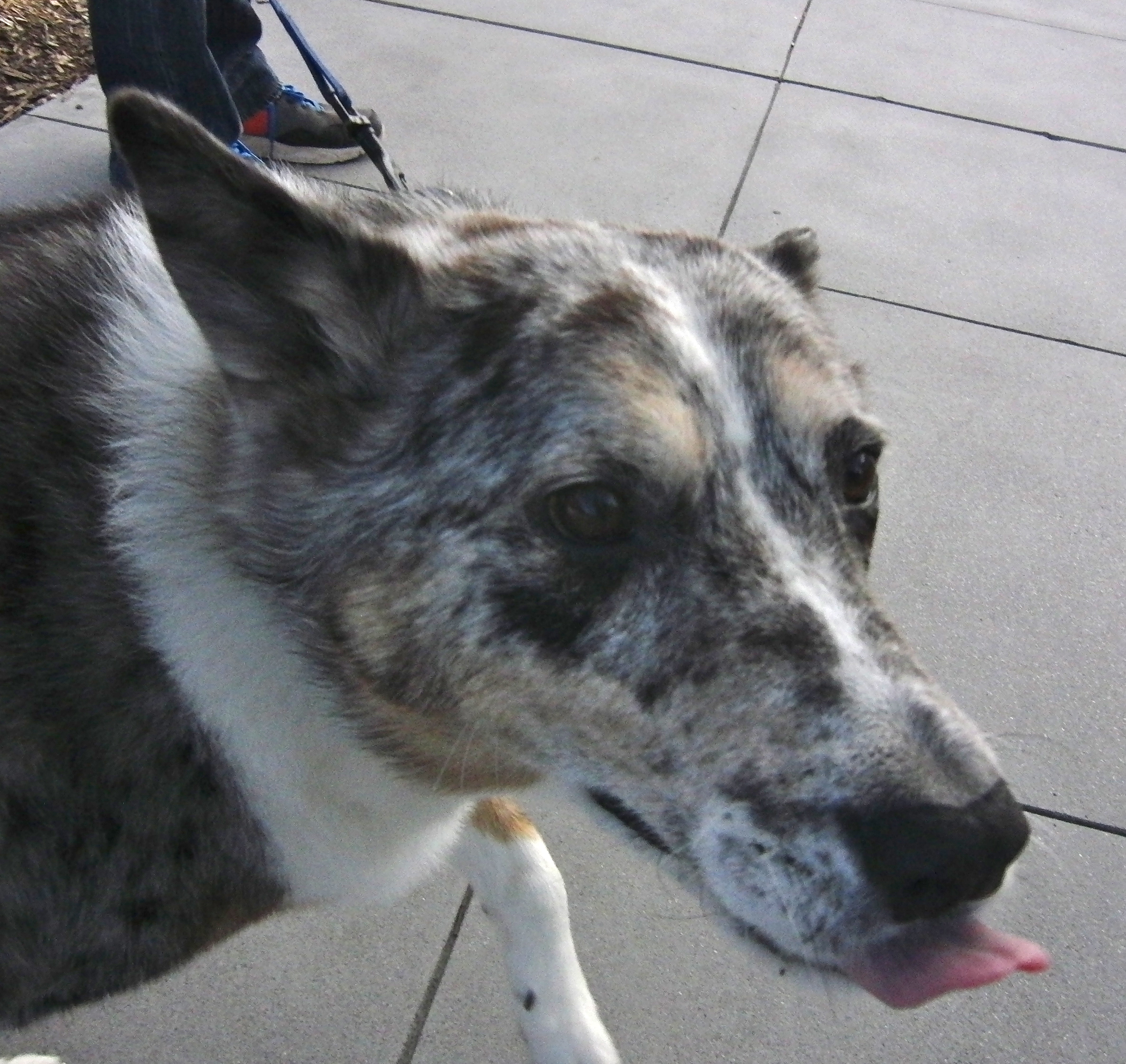 Australian Cattle Dog Mixed With Australian Shepherd