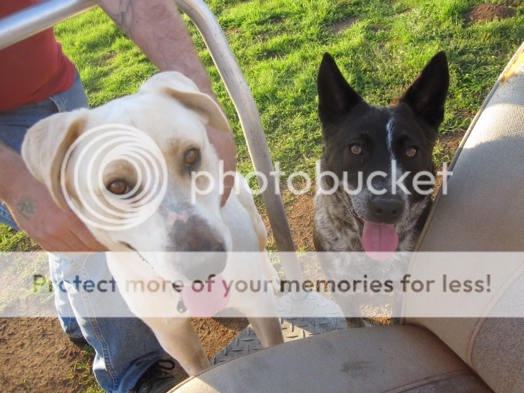 Australian Cattle Dog Mixed With Border Collie