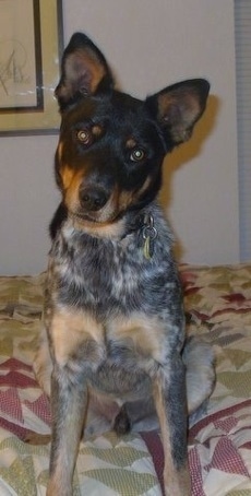 Australian Cattle Dog Mixed With Border Collie