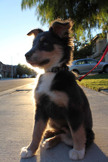 Australian Cattle Dog Mixed With Border Collie