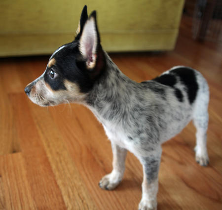 Australian Cattle Dog Mixed With Border Collie