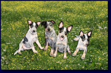 Australian Cattle Dog Mixed With Border Collie