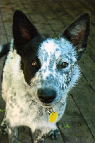 Australian Cattle Dog Mixed With Border Collie