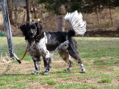 Australian Cattle Dog Mixed With Border Collie