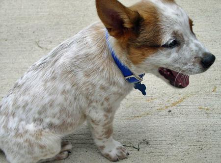 Australian Cattle Dog Mixed With German Shepherd