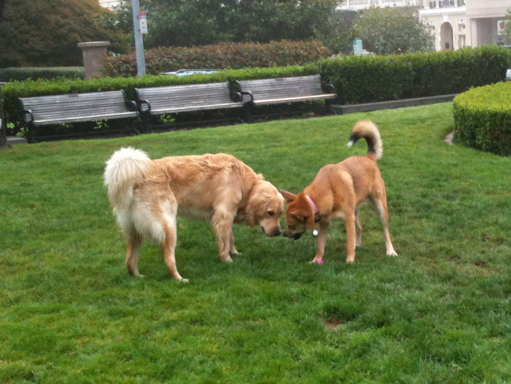 Australian Cattle Dog Mixed With German Shepherd