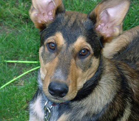 Australian Cattle Dog Mixed With German Shepherd