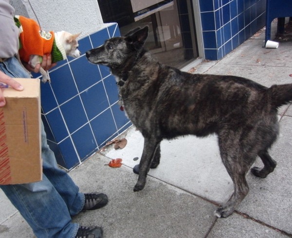 Australian Cattle Dog Mixed With German Shepherd