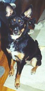 Australian Cattle Dog Mixed With German Shepherd