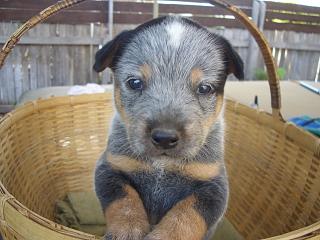 Australian Cattle Dog Puppy Images